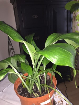 Amazonaslilie, Echaris amazonica (3).JPG