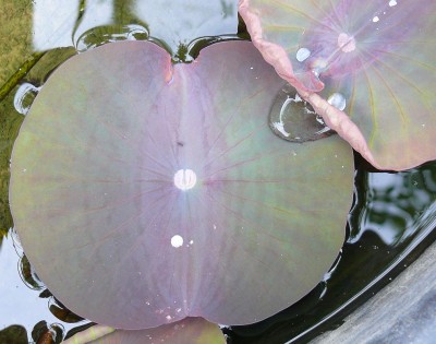 Nelumbo_03.jpg