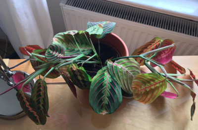 Bildschirmfoto 2019-05-28 um 11.21.18.png