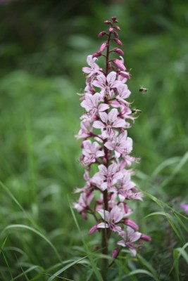 _MG_2475.JPG