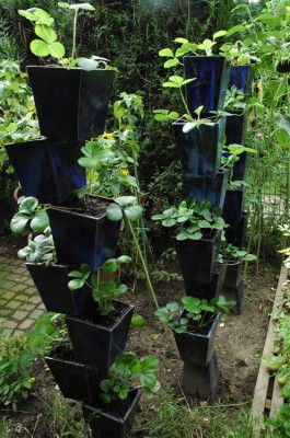 Erdbeer-Garten.JPG