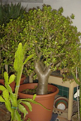 crassula ovata (Mutter, 33 Jahre alt).JPG
