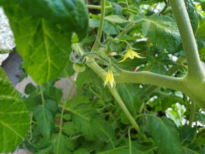 tomate2.jpg
