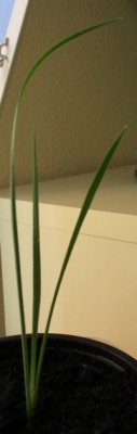 IMG_0043k.jpg
