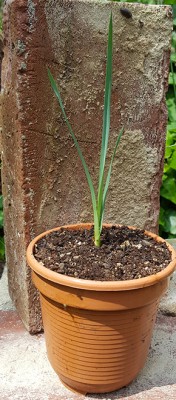 aloe.jpg