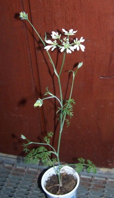 Kopie von 2019-06-02 - Pflanzen 007.jpg
