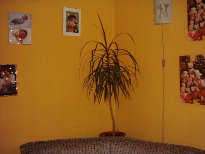 Dracaena marginata.JPG