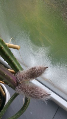 die ersten Blüten.jpg