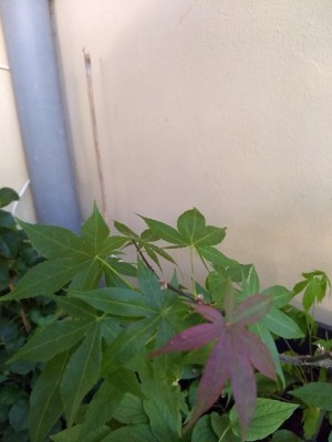 IMG_20190603_173000948.jpg