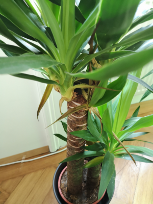 Yucca1.png