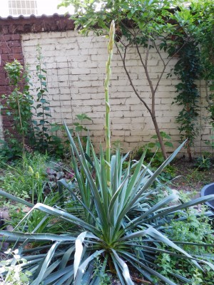 DSCN0551.JPG