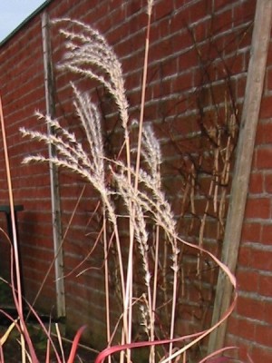 miscanthus_sinensis_flammenmeer_01.jpg