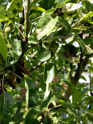 Birne-Baum.jpg