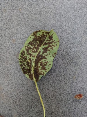 Birne-Blatt.jpg