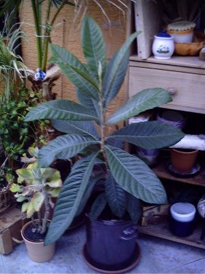 PICT0123.JPG