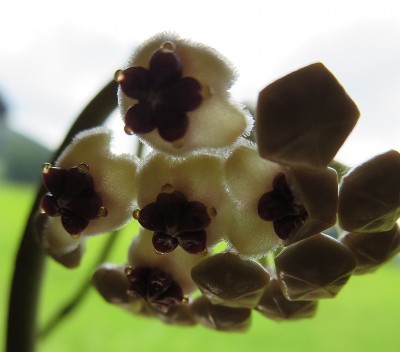 Hoya_kerry_albomarginata.jpg