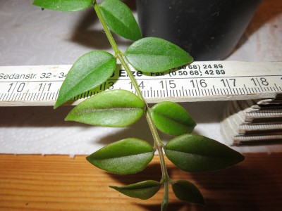 Hoya_lanceolata_unbekannt.jpg