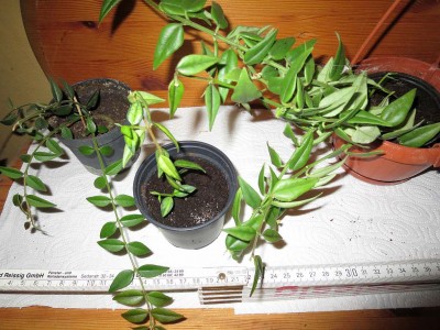 Hoya_lanceolata.jpg