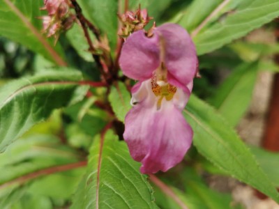 WhatsApp Image 2019-06-14 at 17.00.57.jpeg