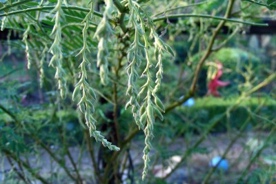 Kakadu-Knospen.jpg