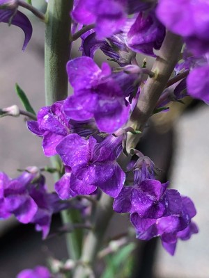 7802386D-0374-4F3C-A375-DE038FE334B5.jpeg