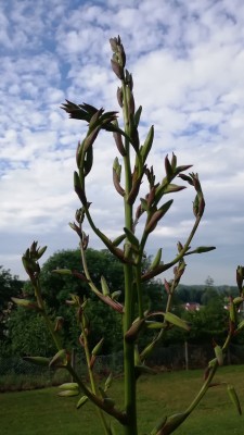 IMG_20190622_081523.jpg