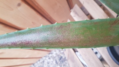 Aloe Vera - braune Blätter, schwarze Krümel · Pflanzenkrankheiten &  Schädlinge · GREEN24 Pflanzen & Garten Forum
