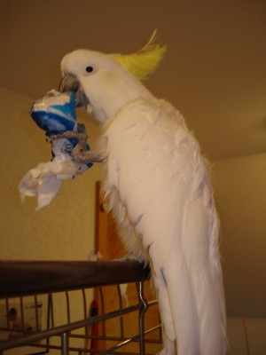 bilder Dez.2007 020.jpg