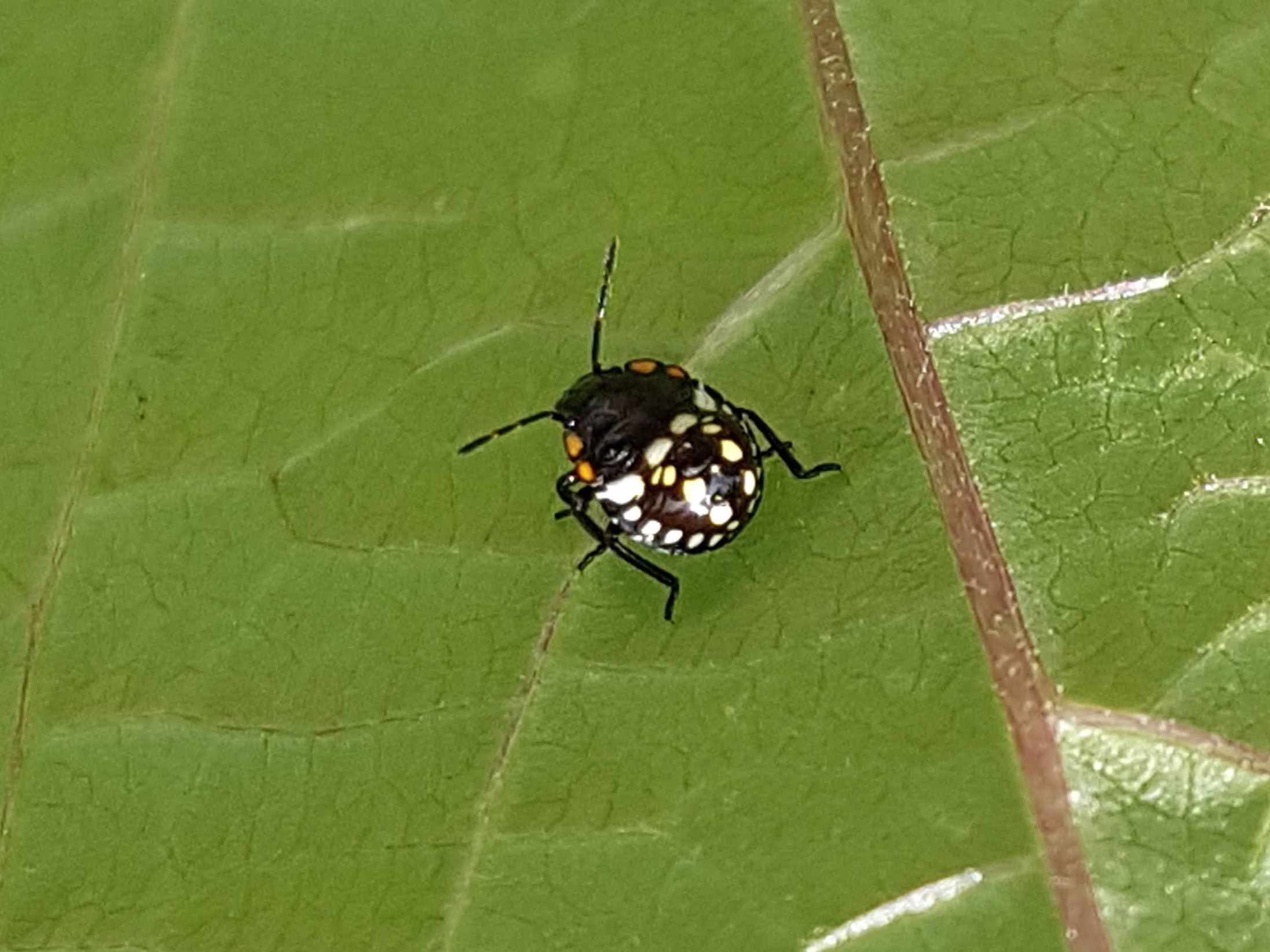 Schwarze Käfer mit weißen Punkten-Wanzennymphe · Pflanzenkrankheiten &  Schädlinge · GREEN24 Pflanzen & Garten Forum