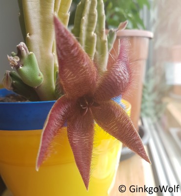 Stapelia_190714.jpg
