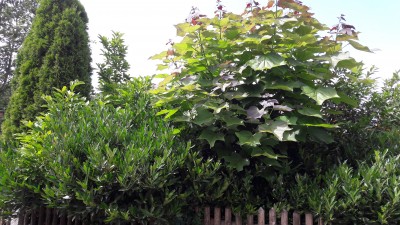 20190706_144854.jpg