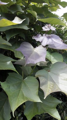 20190706_144826.jpg