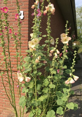 stockrosen braune blaetter.jpg