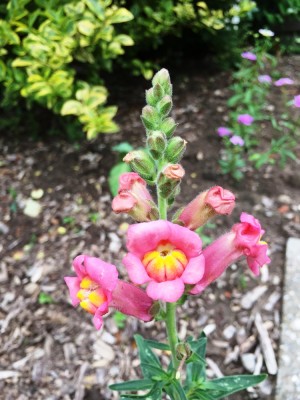 Löwenmäulchen (1).JPG