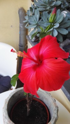 IMG_20190720_084639.jpg