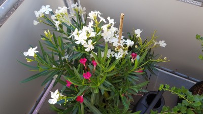 20190724_090036.jpg