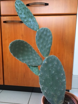 Opuntia - 2.jpg