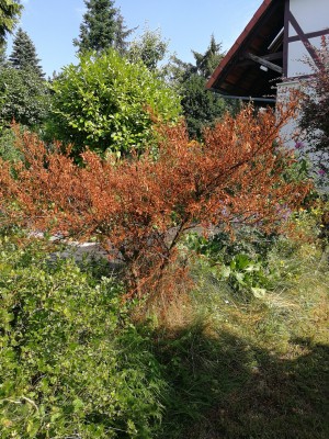 IMG_20190726_164006.jpg