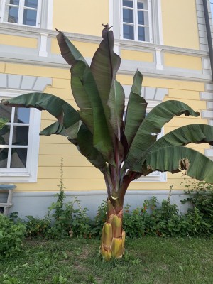 IMG_2912.jpg