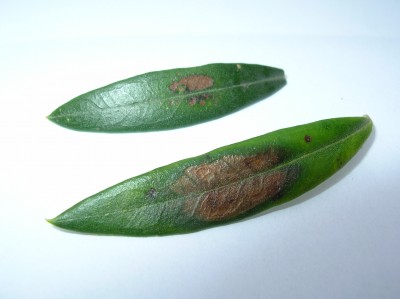 Olivie - Blattflecken kleiner 2019-07.JPG