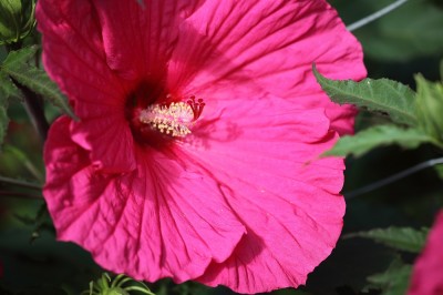IMG_7333.JPG
