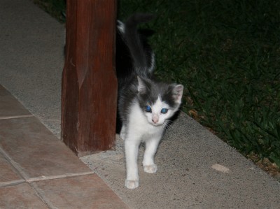 katzenbabygrau.jpg