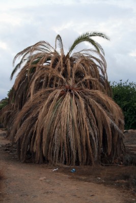 totepalme.jpg