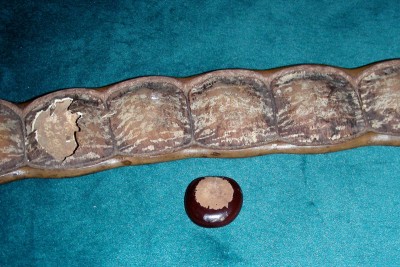 Sababaum w.jpg