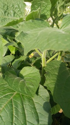 IMG_20190730_185125.jpg