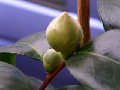 PICT0444.JPG
