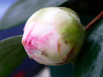 PICT0442.JPG