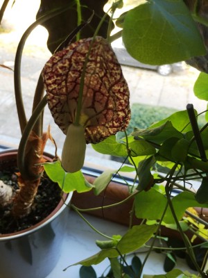 Gespensterpflanze, Aristolochia (1).JPG