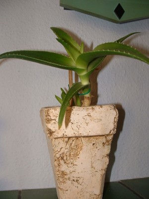 DSCF0004.JPG