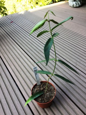 Hoya globulifera.JPG